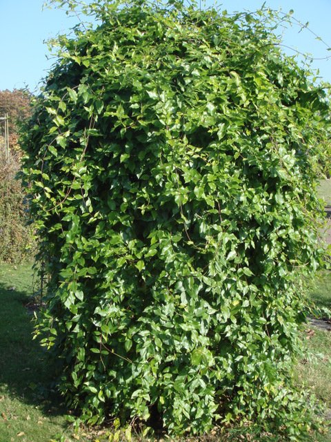 Periploca graeca (2)